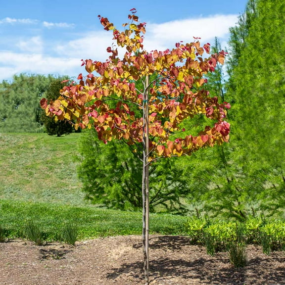 Brighter Blooms - Bloomables® Flame Thrower® Redbud Tree, 3-4 ft. - No Shipping to AK, AZ, HI, OR