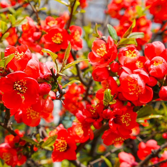 Brighter Blooms - Flowering Quince, 3 gal. - No Shipping To AK, AZ, HI