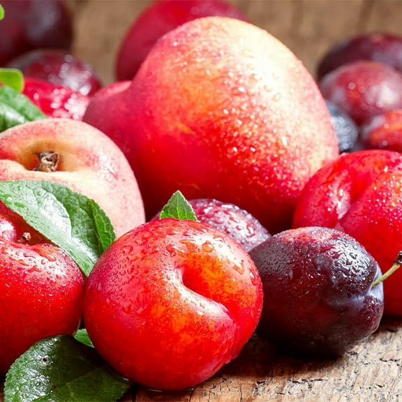 Brighter Blooms - Fruit Cocktail Tree, 4-5 ft. - No Shipping to AK, AL, AR, AZ, CA, CO, HI, ID, LA, MS, OR, WA