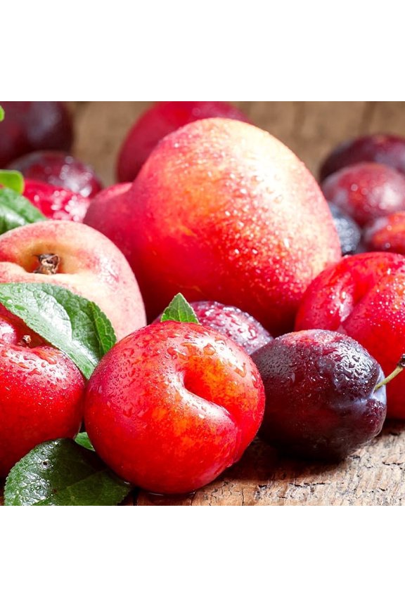- Fruit Cocktail Tree, 4-5 ft. - No Shipping to AK, AL, AR, AZ, CA, CO, HI, ID, LA, MS, OR, WA