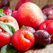 Brighter Blooms - Fruit Cocktail Tree, 5-6 ft. - No Shipping To AR, AZ, CA, ID, LA, OR, and WA