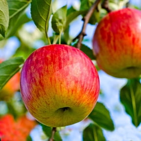 Brighter Blooms - Fuji Apple Tree, 5-6 ft. - No Shipping to AK, AZ, CA, HI, ID, OR, WA