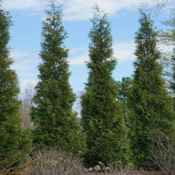 Brighter Blooms - Full Speed A Hedge® American Pillar Arborvitae, 1-2 ft. - No Shipping to AK, AZ, HI
