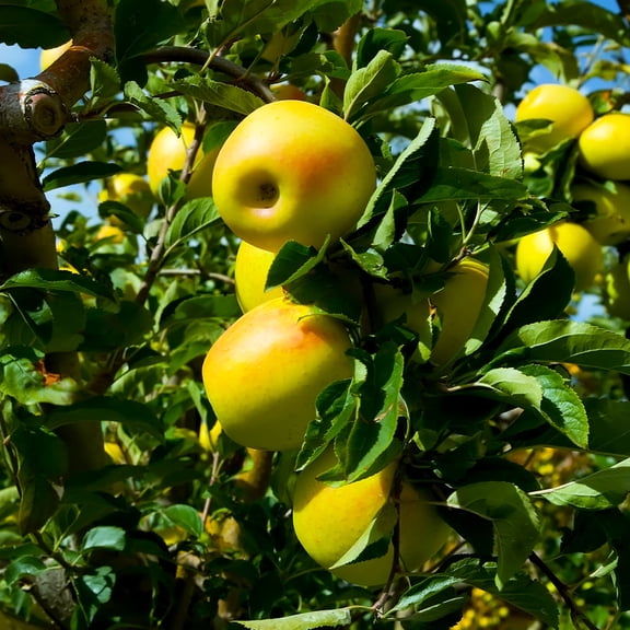Brighter Blooms - Golden Delicious Apple Tree, 5-6 ft. - No Shipping To AK, AZ, CA, HI, ID, OR, WA