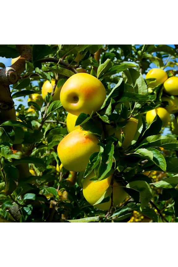 - Golden Delicious Apple Tree, 5-6 ft. - No Shipping To AK, AZ, CA, HI, ID, OR, WA