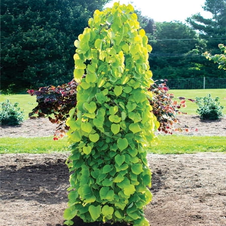 Brighter Blooms - Bloomables® Golden Falls® Redbud Tree, 5-6 ft. - No Shipping to AK, AZ, HI, OR