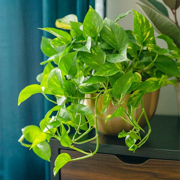 Brighter Blooms - Golden Pothos, 6 inch - No Shipping To AK, AZ, HI