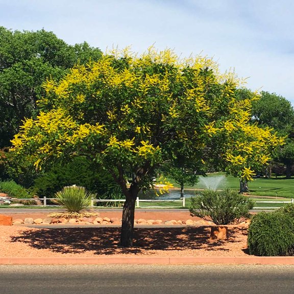 Brighter Blooms - Golden Raintree, 6-7 ft. - No Shipping to AK, AZ, HI