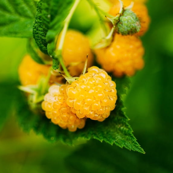 Brighter Blooms - Golden Raspberry Bush, 2 gal - No Shipping to AK, AZ, HI