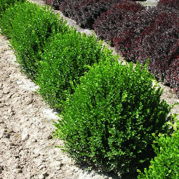 Brighter Blooms - Green Velvet Boxwood Shrub, 1 gal - No Shipping to AK, AZ, HI, OR, PA, TN