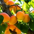 thumbnail image 1 of Brighter Blooms - Harcot Apricot Tree, 3-4 ft. - No Shipping to AK, AZ, CA, CO, HI, ID, LA, OR, WA, 1 of 3