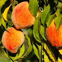 Brighter Blooms - Harvester Peach Tree, 3-4 ft. - No Shipping to AK, AL, AR, AZ, CA, CO, HI, ID, LA, MS, OR, WA