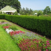 Brighter Blooms - Hicks Yew Tree, 1 gal - No Shipping to AK, AZ, HI
