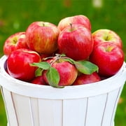 Brighter Blooms - Honeycrisp  Apple Tree, 3-4 ft. - No Shipping to AK, AZ, CA, HI, ID, OR, WA