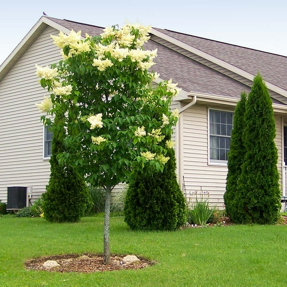 Brighter Blooms - Ivory Silk Japanese Lilac Tree, 5-6 ft. - No Shipping to AK, AZ, HI