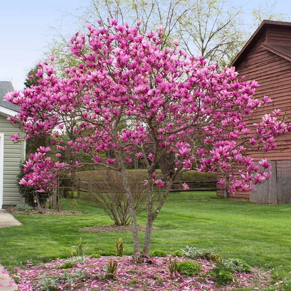 Brighter Blooms - Jane Magnolia, 3-4 ft. - No Shipping to AK, AZ, HI, OR