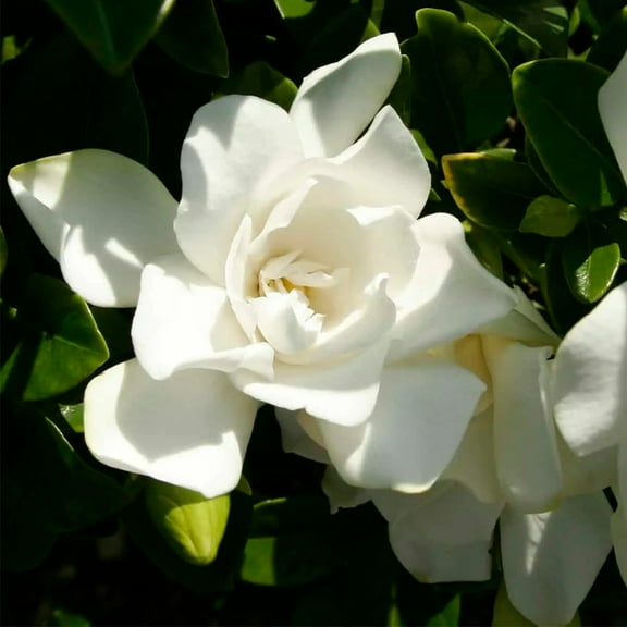 Brighter Blooms - Southern Living® Jubilation Gardenia Shrub, 1 gal - No Shipping to AK, AZ, HI