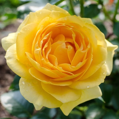 Brighter Blooms - Julia Child Rose, 2 gal - No Shipping to AK, AZ, HI