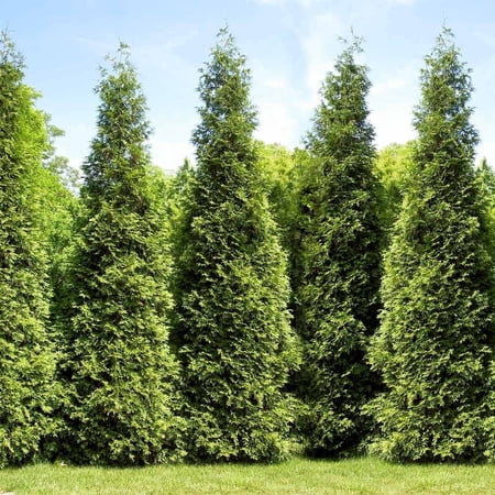 Brighter Blooms - Junior Giant Thuja Tree, 2-3 ft. - No Shipping to AK, AZ, HI