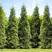 Brighter Blooms - Junior Giant Thuja Tree, 1-2 ft. - No Shipping to AK, AZ, HI
