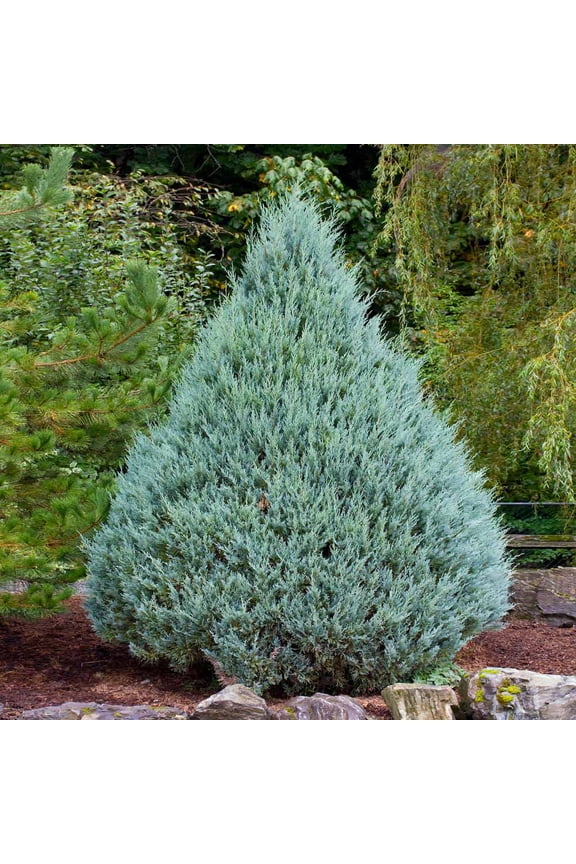 - Juniper 'Wichita Blue' Tree, 1-2 ft. - No Shipping to AK, AZ, CA, HI