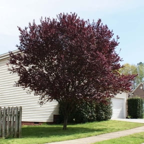 Brighter Blooms - KV' Flowering Plum Tree, 6-7 ft. - No Shipping to AR, AZ, CA, ID, LA, OR, WA