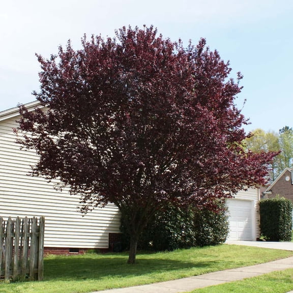 Brighter Blooms - KV' Flowering Plum Tree, 6-7 ft. - No Shipping to AR, AZ, CA, ID, LA, OR, WA