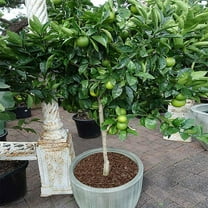 Brighter Blooms - Key Lime Tree, 1-2 ft. - No Shipping to AK, AL, AZ, CA, FL, GA, HI, LA, MS, OR, TX