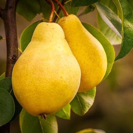 Brighter Blooms - Kieffer Pear Tree, 5-6 ft. - No Shipping to AK, AR, AZ, CA, HI, ID, LA, WA