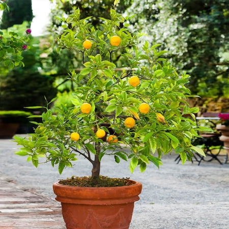 Brighter Blooms - Kishu Mandarin Tree, 1-2 ft. - No Shipping to AK, AL, AZ, CA, FL, GA, HI, LA, MS, OR, TX