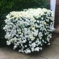 thumbnail image 1 of Brighter Blooms - Kleim's Hardy Gardenia Shrub, 3 gal - No Shipping to AK, AZ, HI, 1 of 3