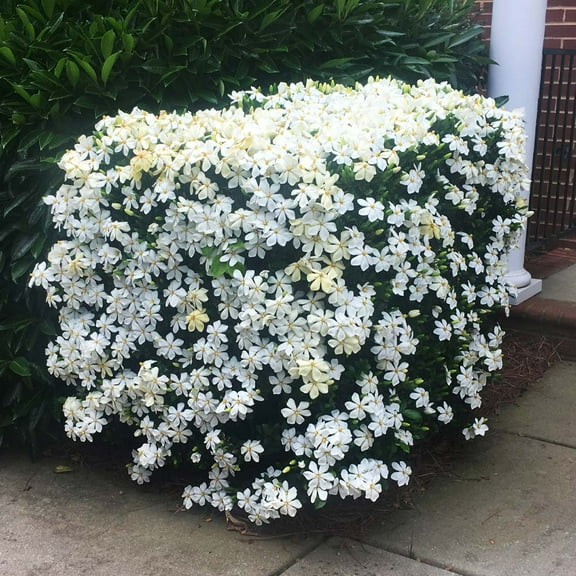 Brighter Blooms - Kleim's Hardy Gardenia Shrub, 3 gal - No Shipping to AK, AZ, HI