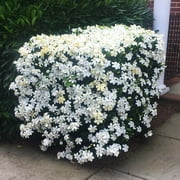 Brighter Blooms - Kleims Hardy Gardenia Shrub, 3 gal - No Shipping to AK, AZ, HI