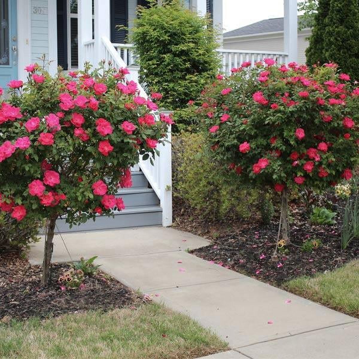 Knockout Roses Bloom Brighter Blooms Knock Out Rose Tree (3-4 ft) - Potted Flowers, Not ...