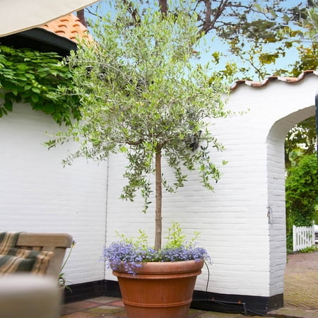 Brighter Blooms - Koroneiki Greek Olive Tree, 2-3 ft. - No Shipping To AK, AZ, HI