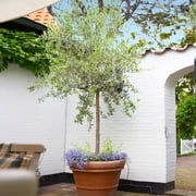Brighter Blooms - Koroneiki Greek Olive Tree, 2-3 ft. - No Shipping To AK, AZ, HI
