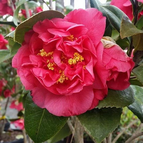 Brighter Blooms - Kramers Camellia Shrub, 1 gal. - No Shipping To AK, AZ, HI, OR, TX