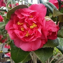 Brighter Blooms - Kramers Camellia Shrub, 1 gal. - No Shipping To AK, AZ, HI, OR, TX