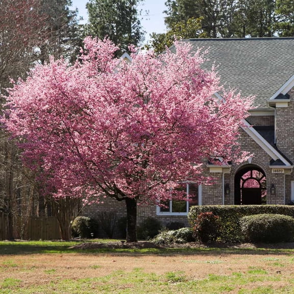 Brighter Blooms - Kwanzan Cherry Tree, 3-4 ft. - No Shipping to AK, AZ, CA, CO, HI, ID, OR, WA