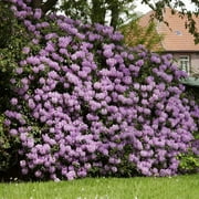 Brighter Blooms - Lavender Rhododendron Shrub, 1 Gal. - No Shipping To AZ