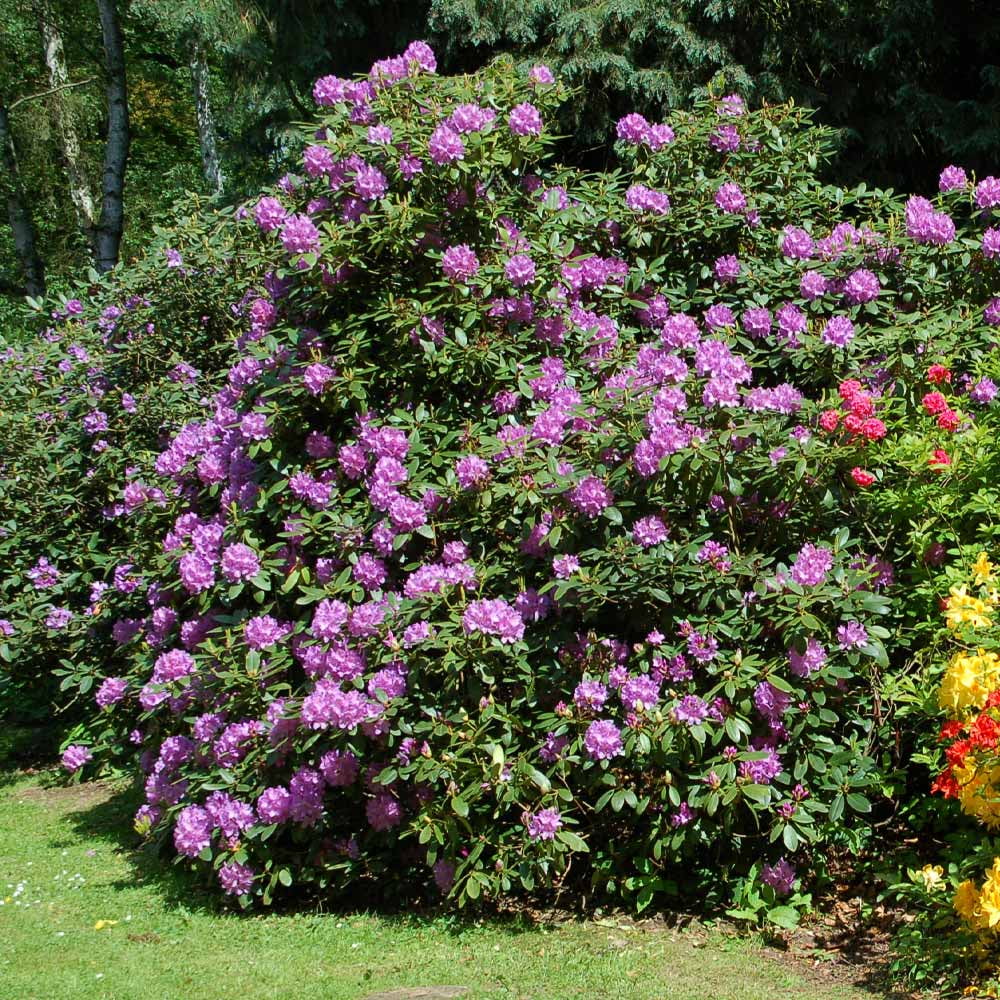 Brighter Blooms - Fragrant Flowering Lavender Rhododendron Shrub, Live  Plant, 1 Gal. - No Shipping To AZ - Walmart.com