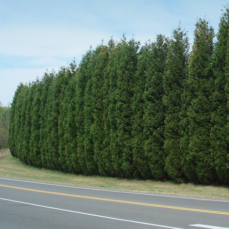 Brighter Blooms - Leyland Cypress Tree, 4-5 ft. - No Shipping to AK, AZ, HI