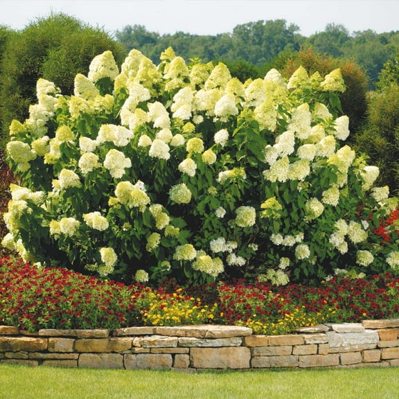 Brighter Blooms - Proven Winners Limelight Hydrangea Shrub, 3 gal - No Shipping to AK, AZ, HI