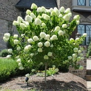 Brighter Blooms - Limelight Hydrangea Tree, 3-4 ft. - No Shipping To AZ