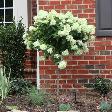 Brighter Blooms - Little Lime® Hydrangea Tree, 2-3 ft. - No Shipping to AK, AZ, HI