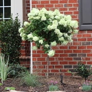 Brighter Blooms - Little Lime  Hydrangea Tree, 2-3 ft. - No Shipping to AK, AZ, HI