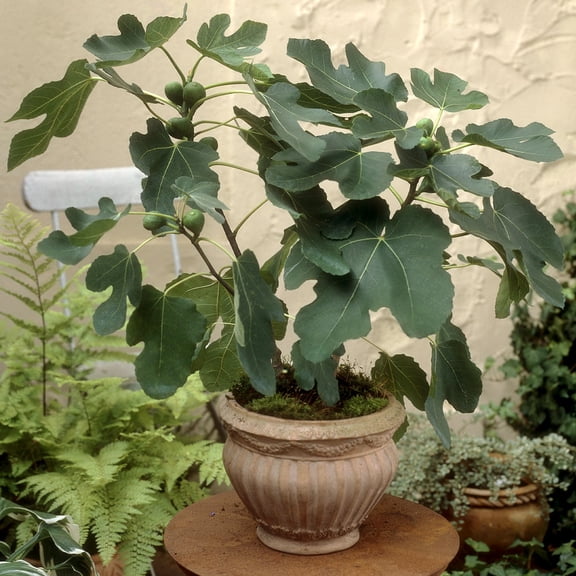 Brighter Blooms - Southern Living® Little Miss Figgy™ Tree, 3 gal - No Shipping to AK, AZ, HI, OR