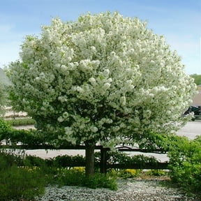 Brighter Blooms - Proven Winners® Lollipop® Crabapple Tree, 4-5 ft. - No Shipping to AK, AZ, CA, HI, ID, OR, WA