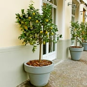 Brighter Blooms - Meyer Lemon Tree, 1-2 ft. - No Shipping to AK, AL, AZ, CA, FL, GA, HI, LA, MS, OR, TX