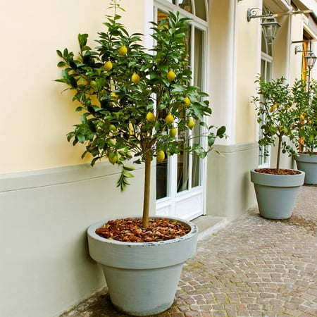Brighter Blooms - Meyer Lemon Tree, 1-2 ft. - No Shipping to AK, AL, AZ, CA, FL, GA, HI, LA, MS, OR, TX